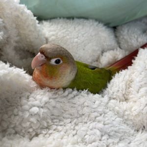 Meet your Posher, Kaden